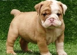 AKC English bulldog puppies text