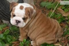 Adorable English Bulldog Looking For A New Home