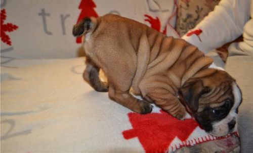 English Bulldog puppies for Adoption