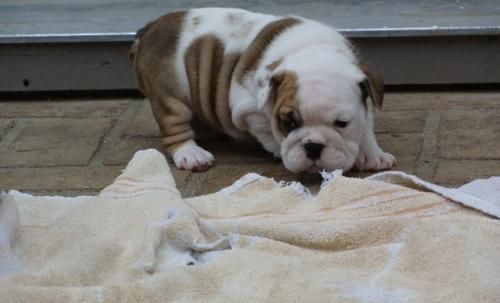 Bertha a sweet English Bulldog puppies for sale