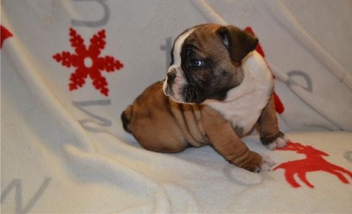 English Bulldog Puppies For Free Adoption
