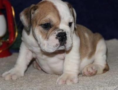 Matt Hks English Bulldog puppies for sale