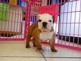 Beautiful English Bulldog Pupps