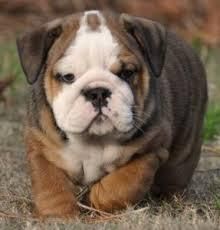 English Bulldog Pups Text (***) ***-***5