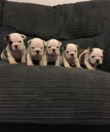 Georgous Kc Registered English bulldog Puppies