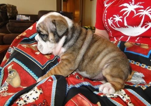 Quality And Playful Akc English Bulldogs To Go*