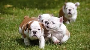 Beautiful English Bulldog Text (***) ***-***5