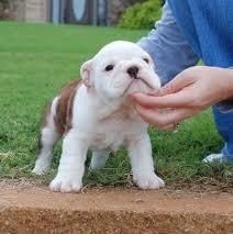 12 Weeks Old English Bulldog Puppy