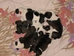 Quality English Bulldog Puppies