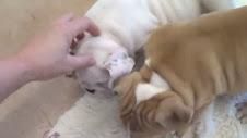 Adorable English Bull Dog Puppies ***