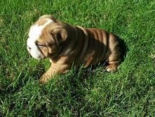 English Bulldog Puppies for sale in Dallas, TX, USA. price: NA