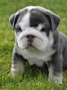 Bulldog Puppies Text (***) ***-***5