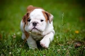 English Bulldog Puppies Text (***) ***-***5