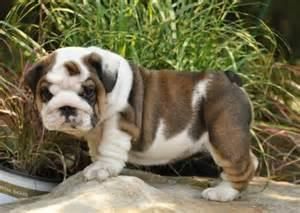 Akc English Bulldog Puppy Text (***) ***-***5