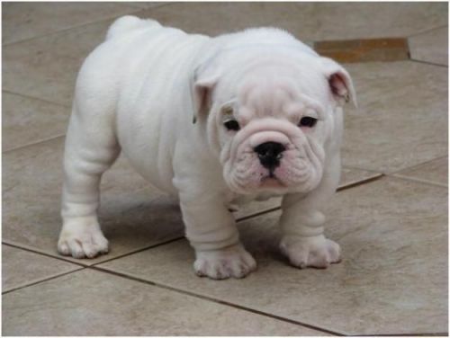 English Bulldog Puppies