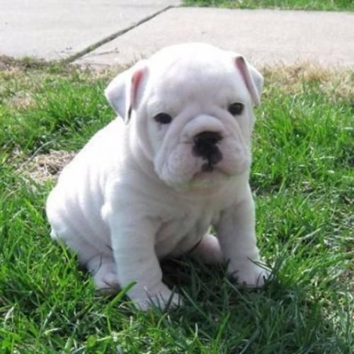 Sdfg Awasome Female English Bulldog Puppy