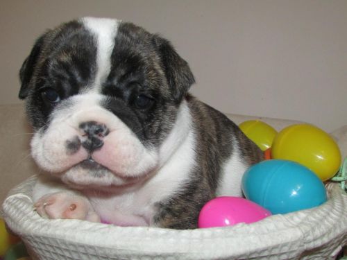 AKC English bulldog