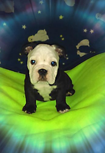 Akc Reg. Gorgeous English Bully Pups