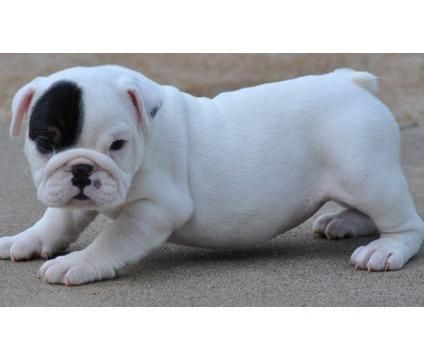 English Bulldog