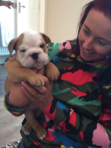 British Bulldog Puppies Kc. Sired By Kingrock