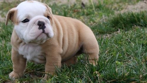 Cute And Adorable English Bulldog Puppies