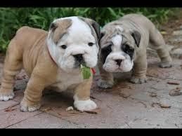 cute and healthy English Bulldog
