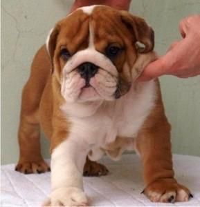 well socialized English bulldog puppies for free