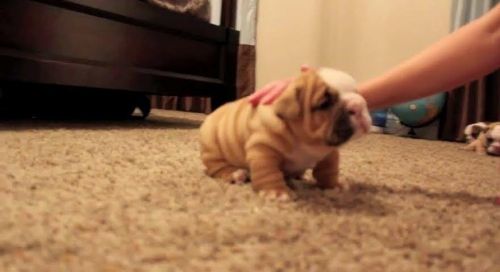 Cute english bull dog puppies