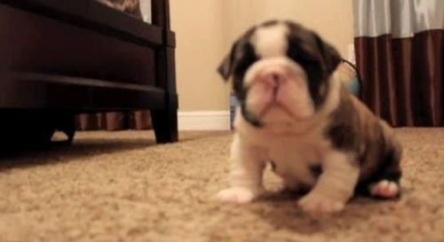 Cute english bull dog puppies