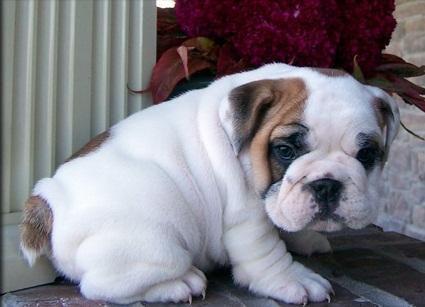 Adorable outstanding English Bulldog puppies