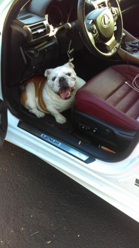 Mini English Bulldog Pups