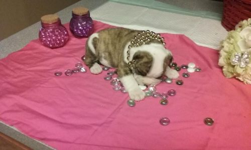 English Bulldog puppies