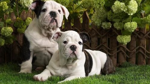 English bulldog puppies