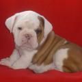 exellent english bulldogs ready for a new home