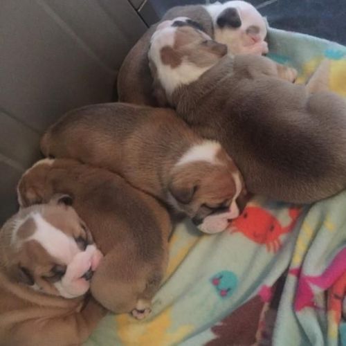 English Bulldogs For Adoption