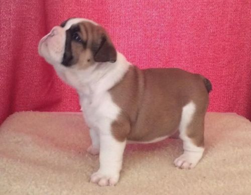 Akc Reg English Bulldog Puppies