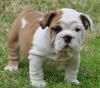 Affectionate English bulldog puppies for re-homing