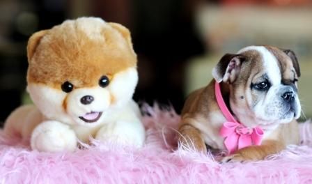 Make Me An Offer///tea Cup Puppies