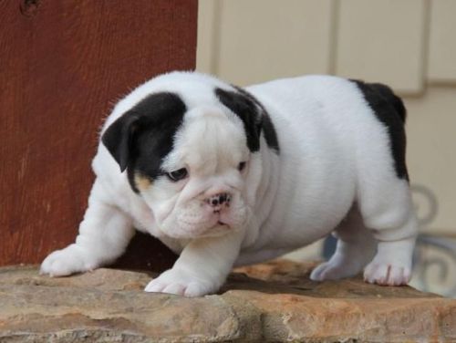 Bulldog Puppies For Free Text Me (***) ***-***8