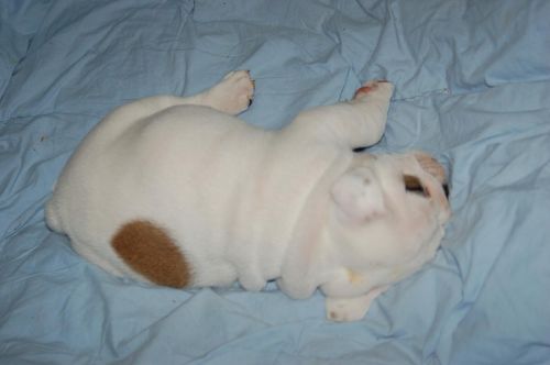 Awesome english bulldog puppies