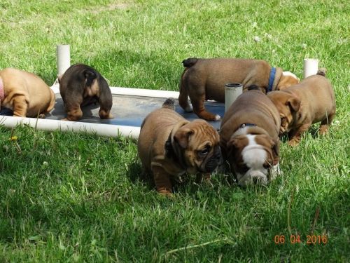 Elsie is a gorgeous AKC female