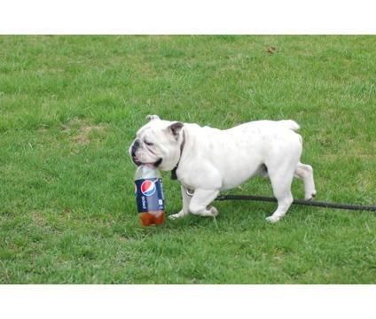 Old English (bull Dog) & Yorkie (akc) Reg