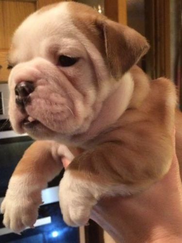 sfdffd AKC English Bulldog puppies