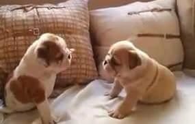 adorable male and female english bulldog