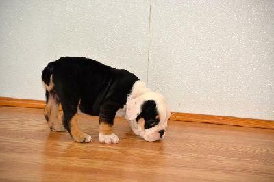 English Bulldog Pups! Ready To Leave ***
