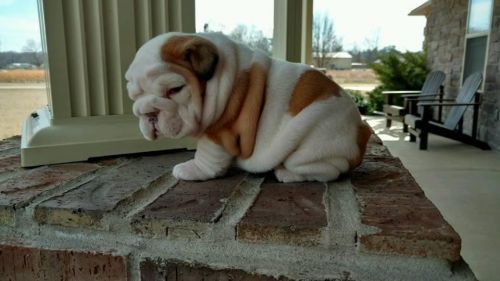 English bulldog puppy ready for a new home