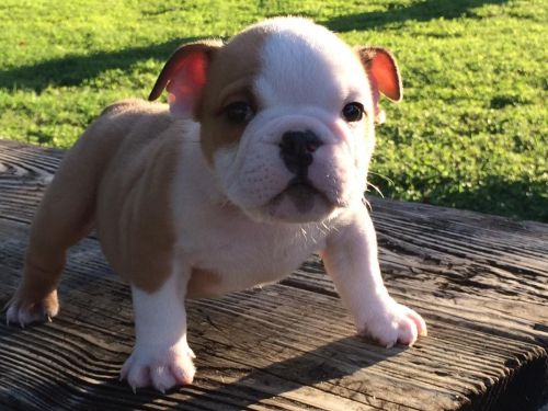 English Bulldog Puppies
