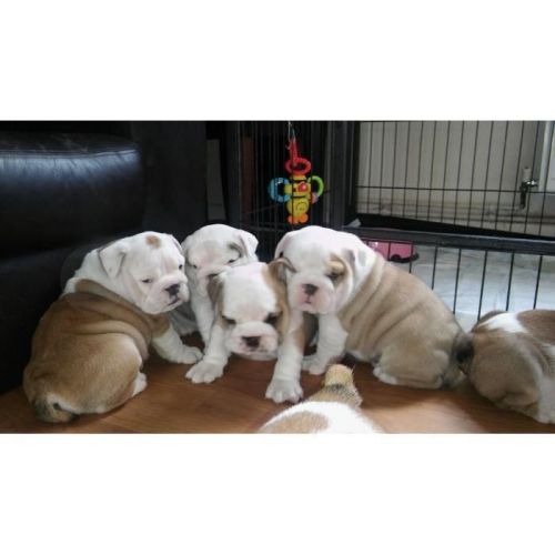 English Bulldog Puppies Available (***) ***-***7