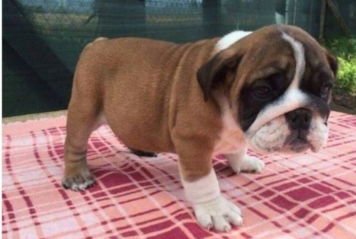 Bulldog Puppies for sale