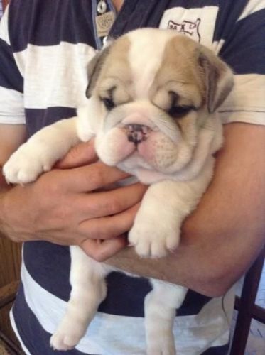 Chunky English Bulldog Puppies